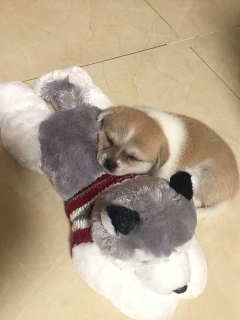 My dog is called **Salty Egg**, she's ten years old now. This is when she was young (and her best friend)