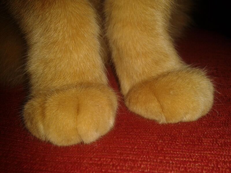 paw pictures from my cat thompson 2013