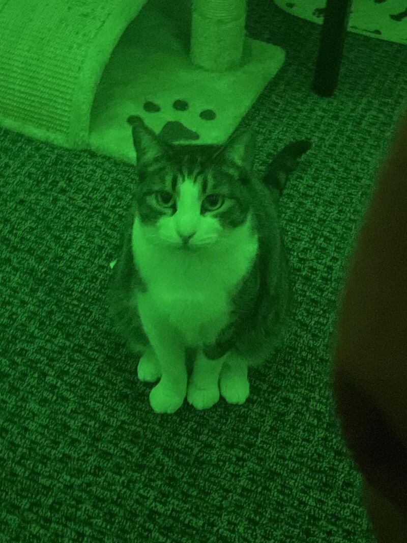 When you’re begging for attention but everything is green