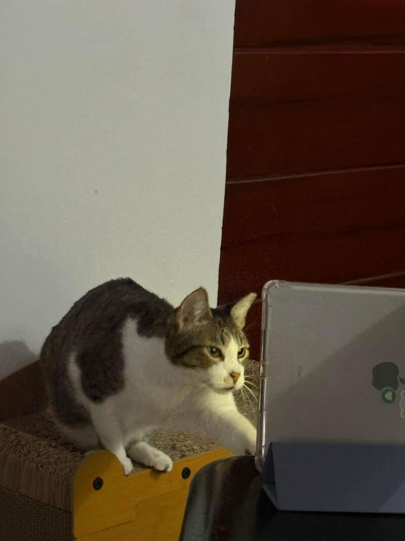 do you call this ipad cat...