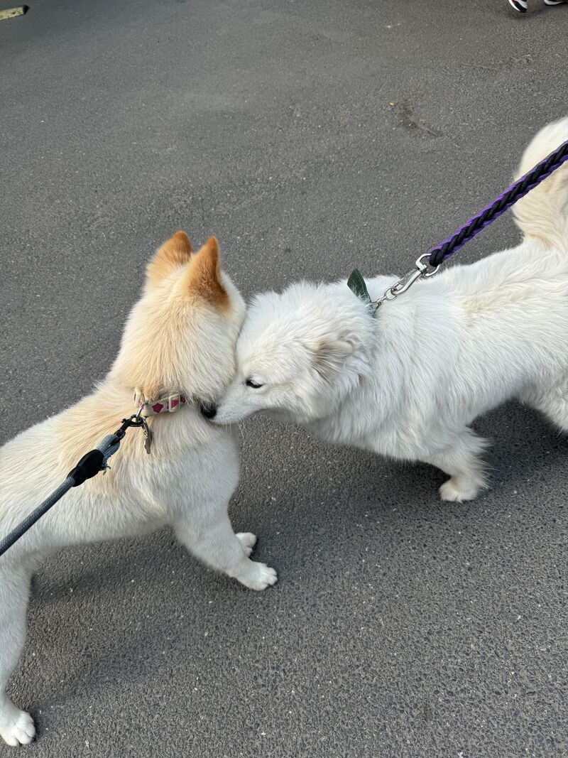When my puppy meets his friend