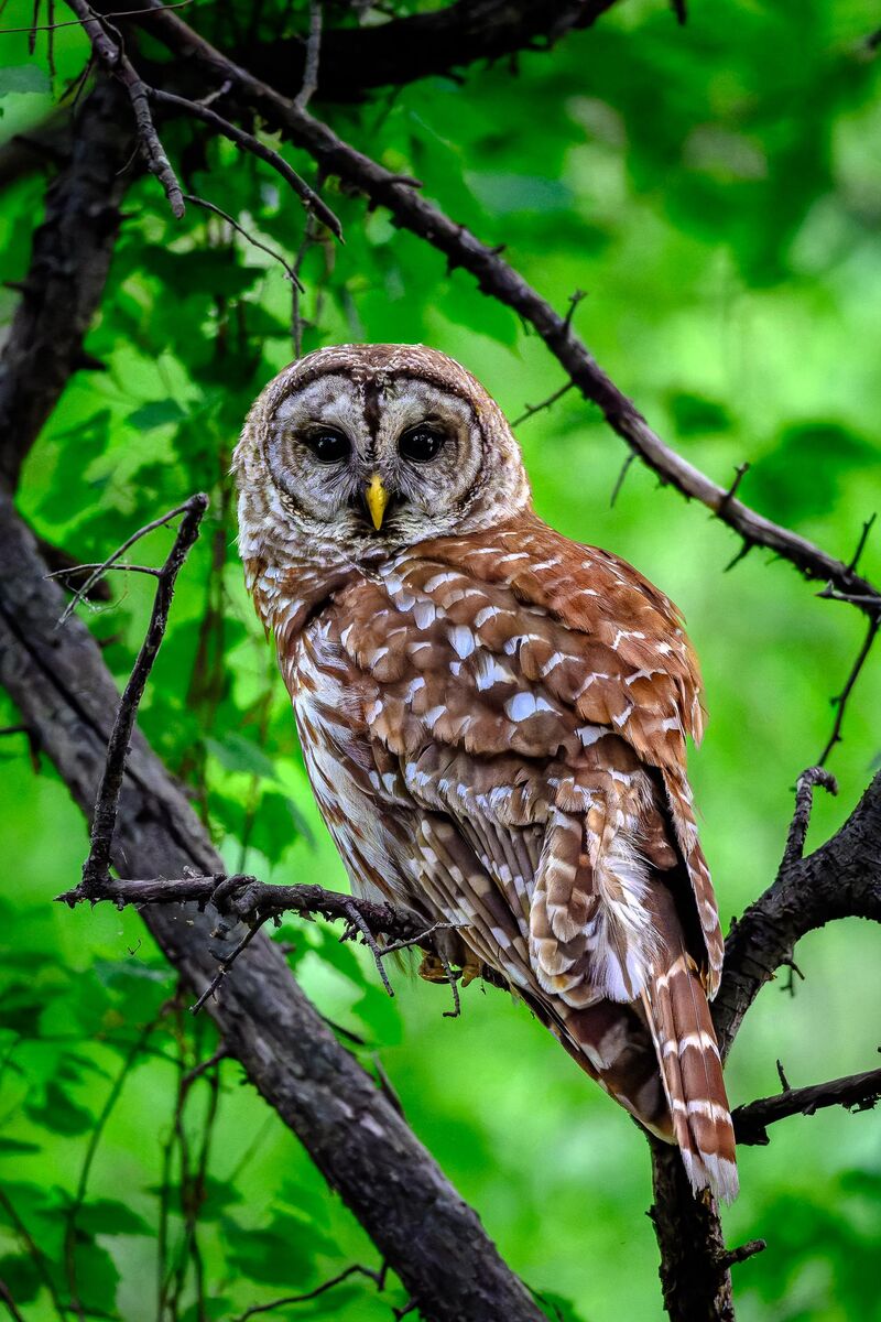 Barred Owl - North Carolina