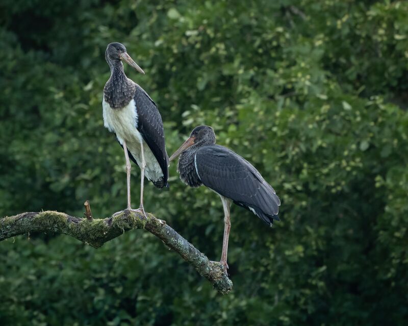 Black Stork, Germany