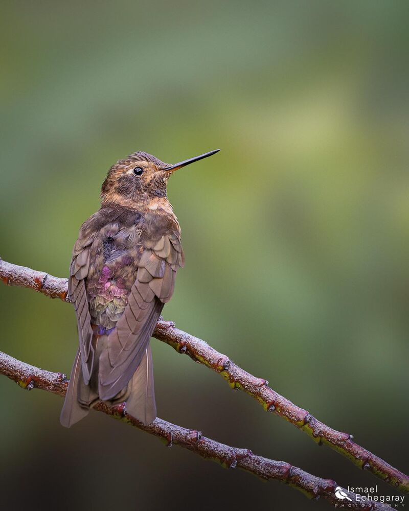 Shining Sunbeam at Ensifera Ensifera, Cusco 🇵🇪
