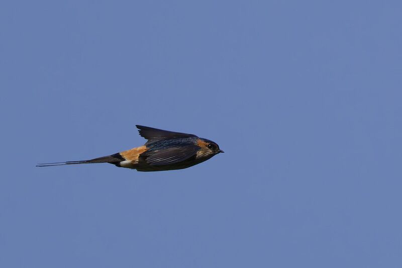Eastern red-rumped swallow (コシアカツバメ) zipping by
