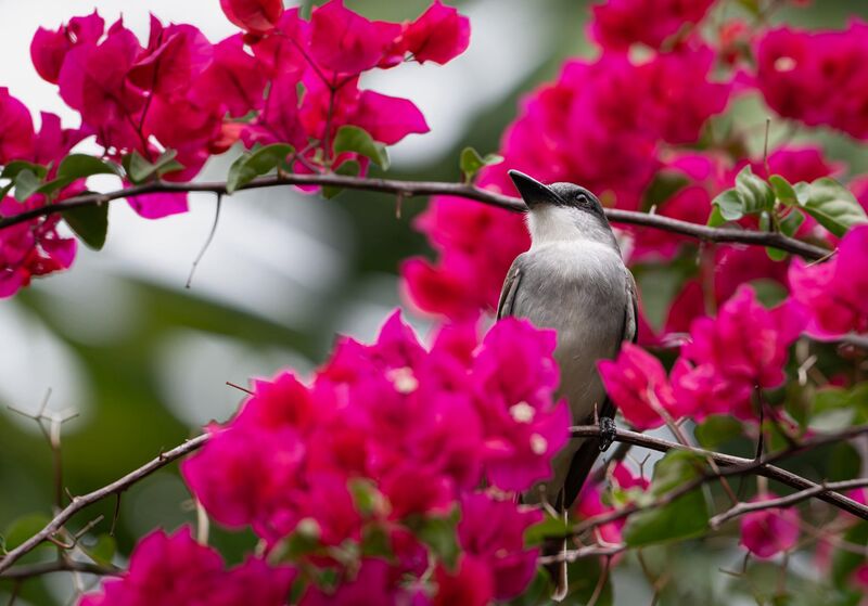 Gray Kingbird, St Lucia