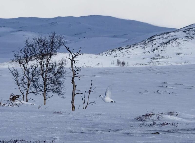 A female rock ptarmigan in flight. During this time of the year, its easy to tell the difference between the sexes, as the males have red combs above their eyes while the females lack them