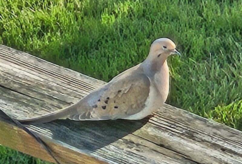 Google Images/AI says this is a Mourning Dove. Accurate?