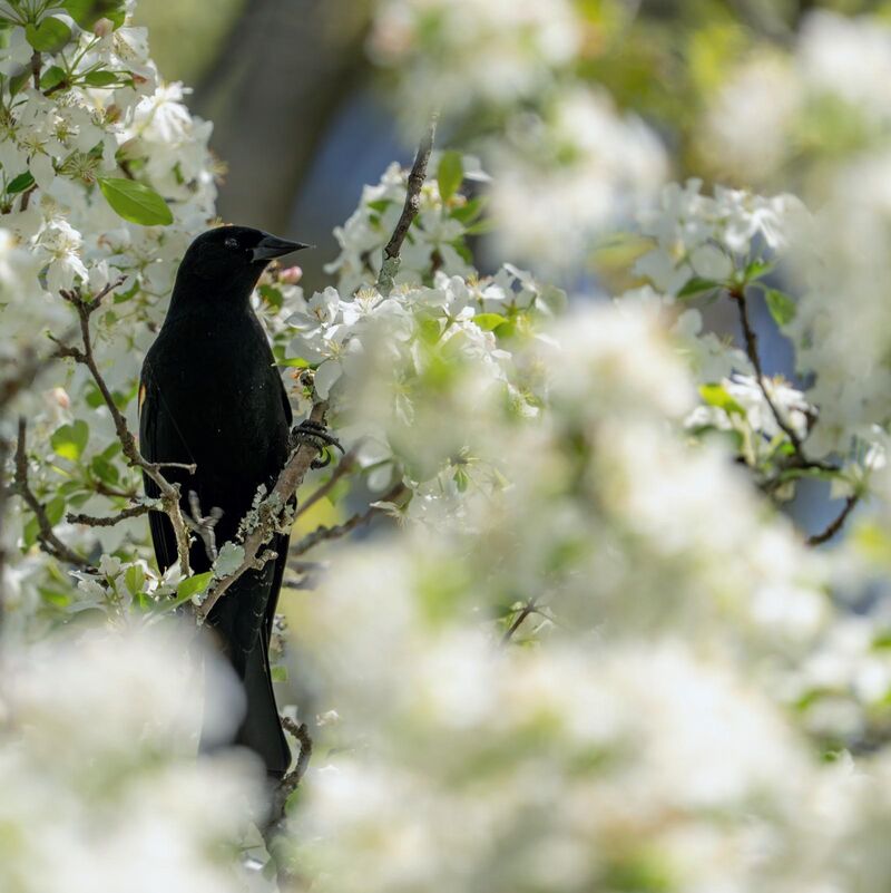 Red-winged Blackbird in early spring blooms
