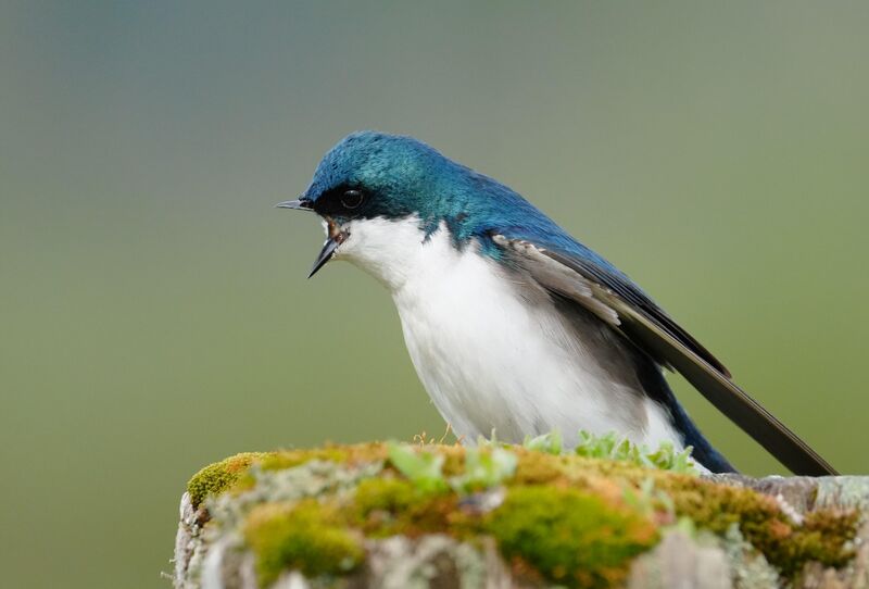 Argh! (Tree Swallow)
