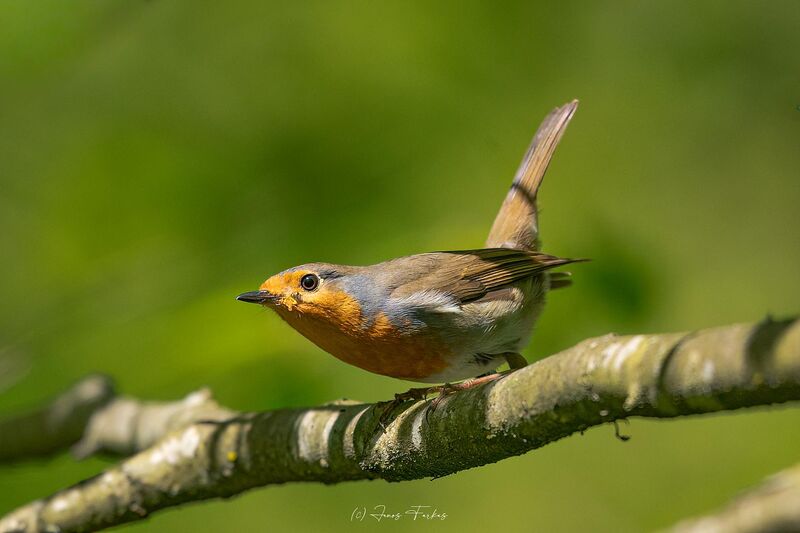 European robin (Erithacus rubecula)