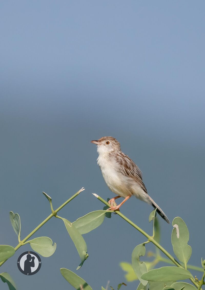 Ashy Cisticola Samburu National Reserve,Kenya.