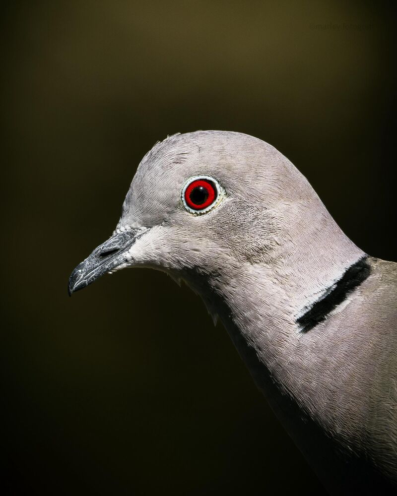 Eurasian collared dove portrait