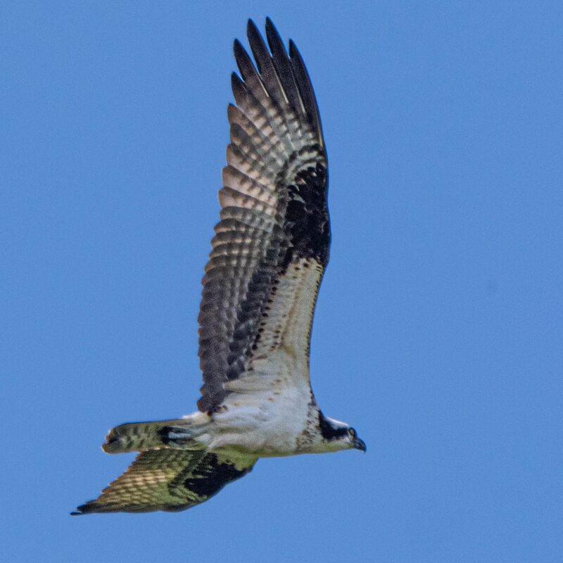 Osprey at the beach