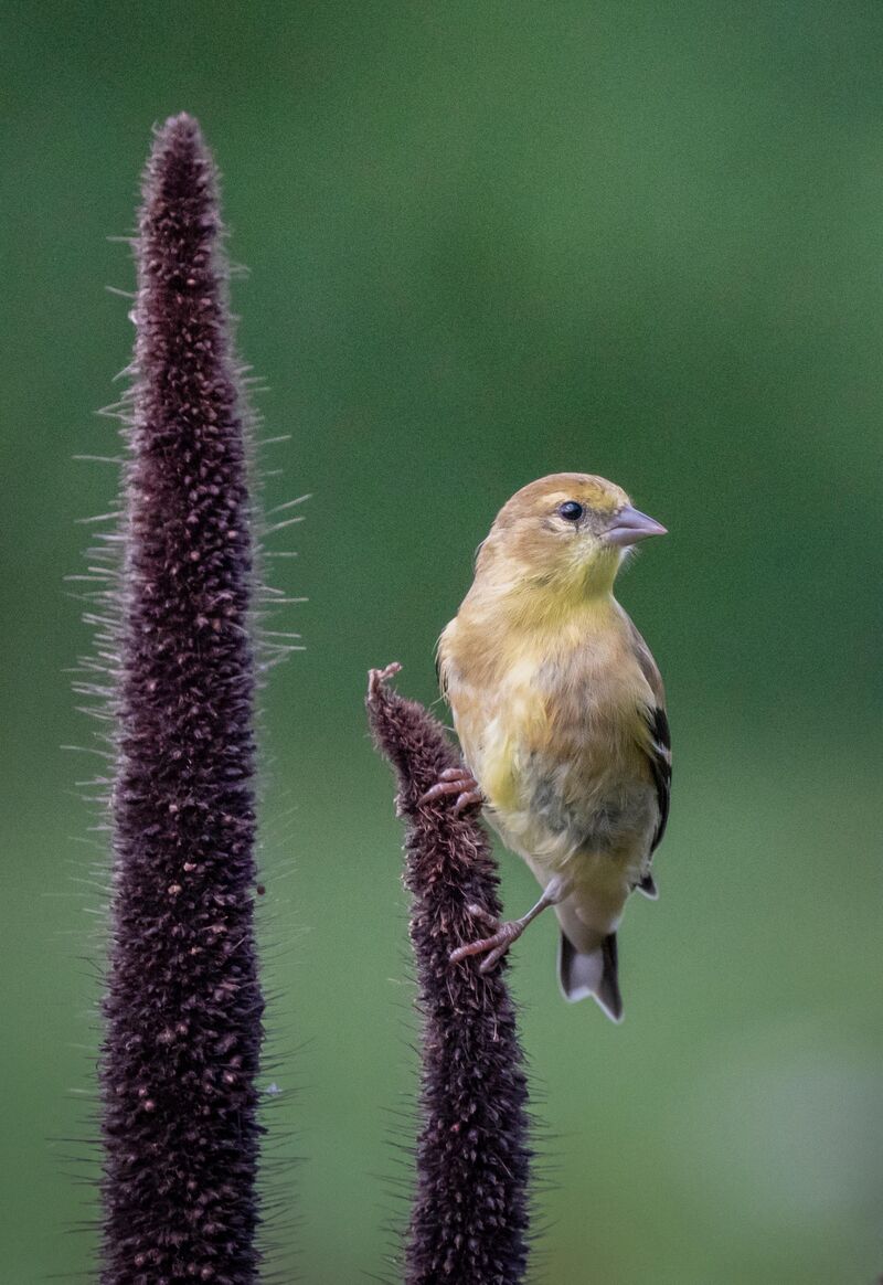 American goldfinch. The state bird of New Jersey.