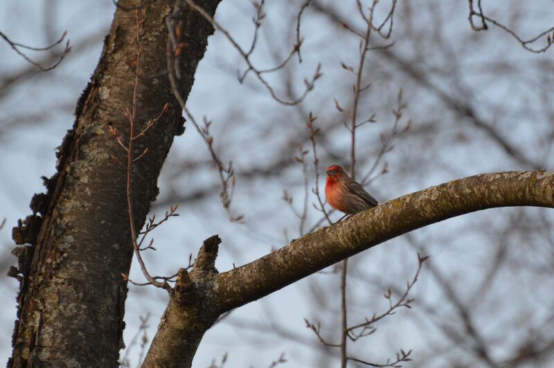 House Finch in April, Michigan