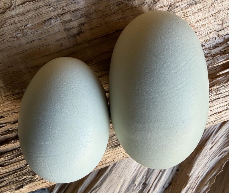 The eggs one of my chickens laid on back to back days. Any issues here? She went back to laying normally today.
