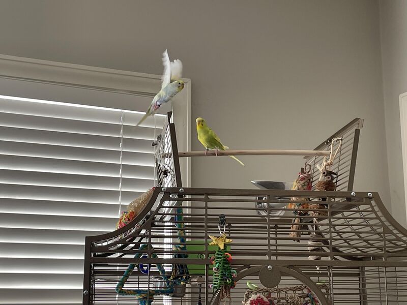 Another parayeet brought to you by Aerö