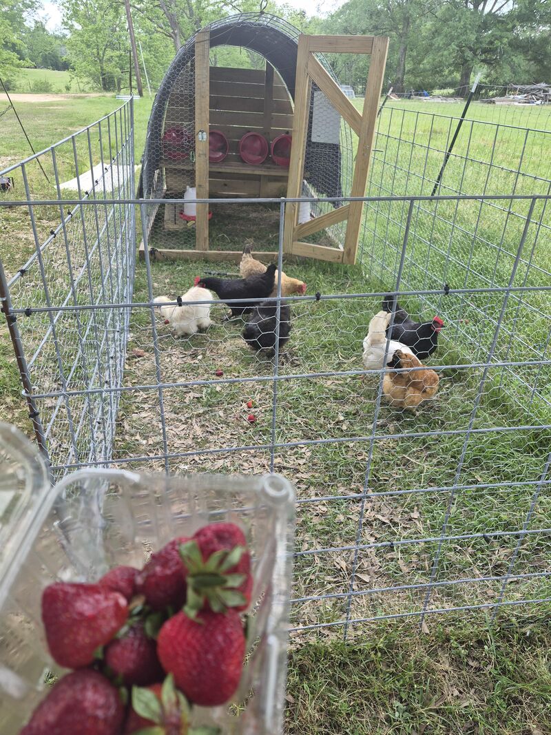 Treats to cheer them up