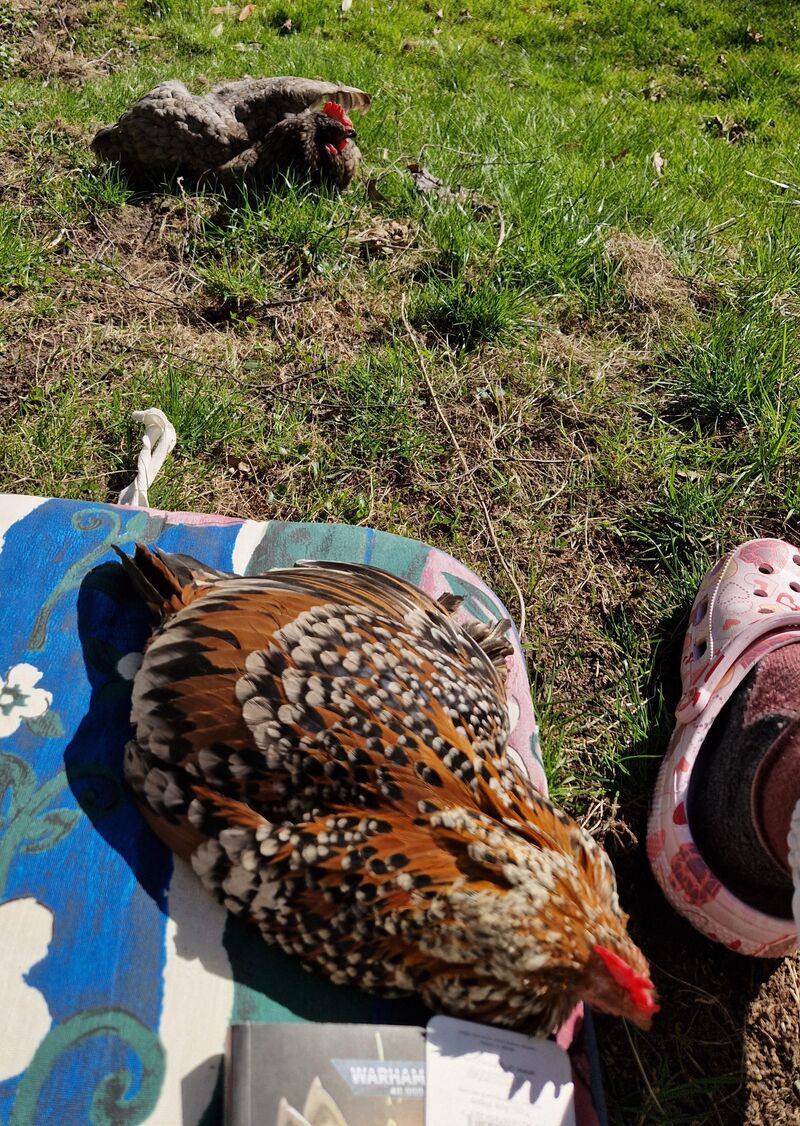 Nugget and Beautiful enjoying the sun