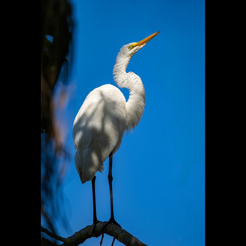 Great Egret (Ardea alba) at Fairchild Tropical Garden [Miami, FL] in April 2026