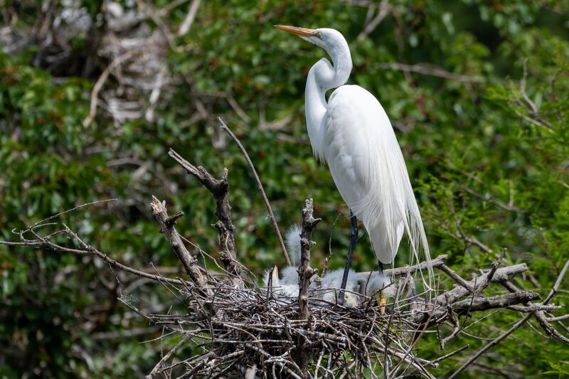 Great Egret with her chicks