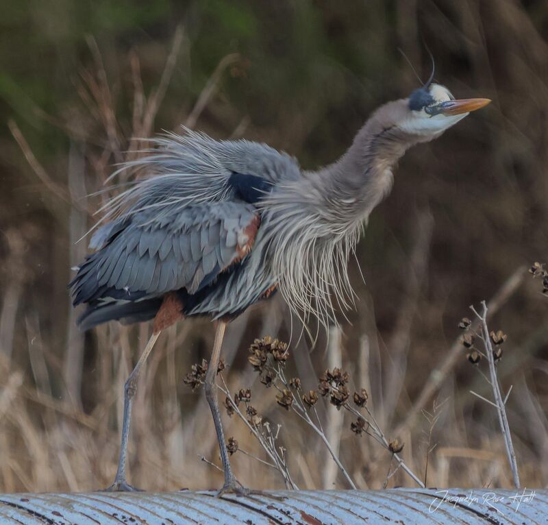 Sometimes you just gotta shake it off!