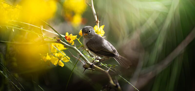 Juvenile verdin in some palo verde
