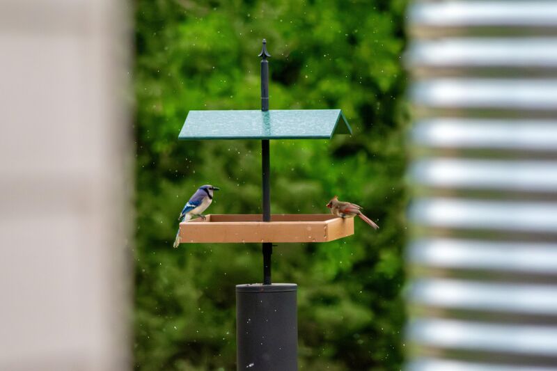 Missed the focus but thought the composition was peak