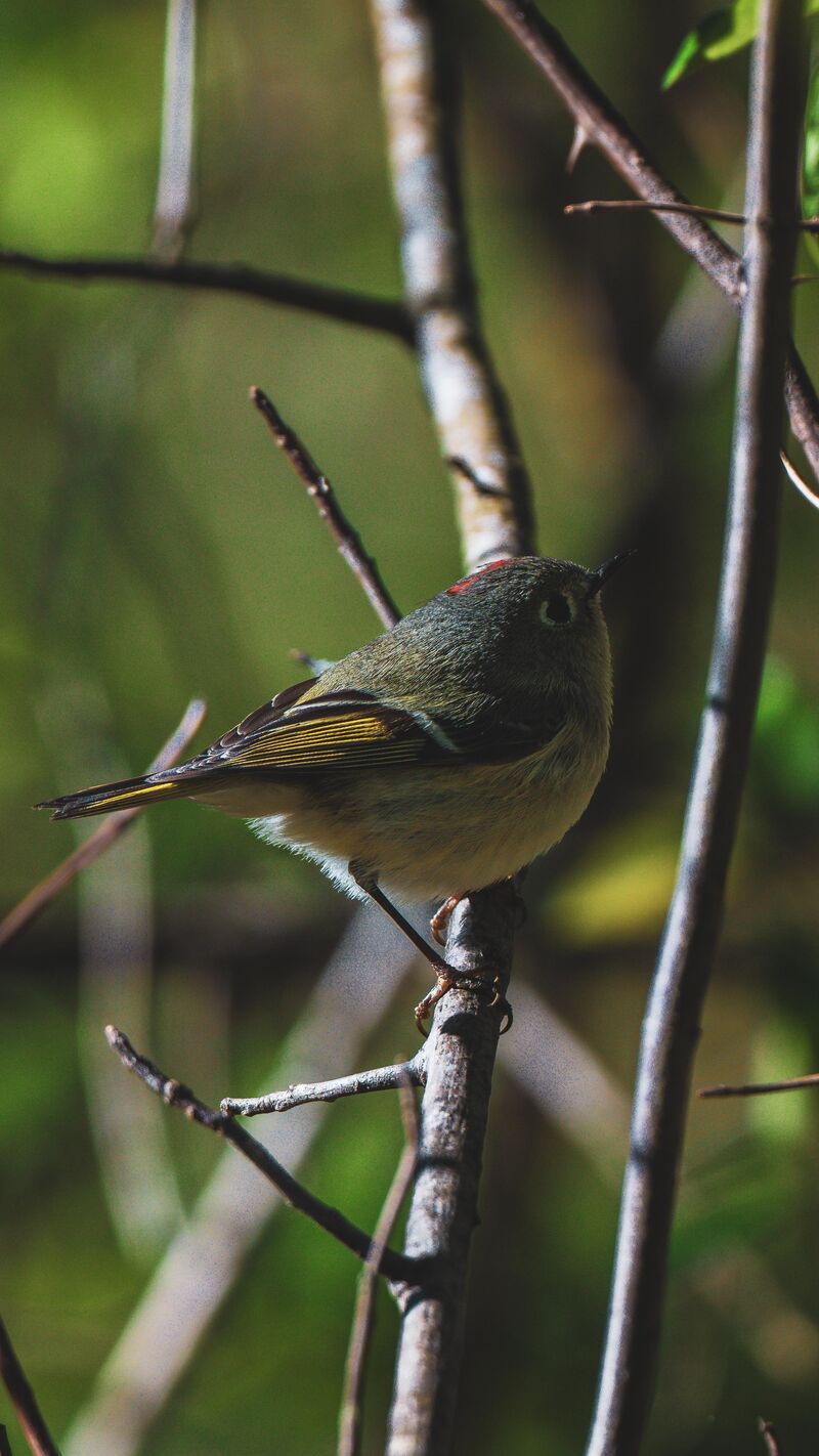 Ruby Crowned Kinglet