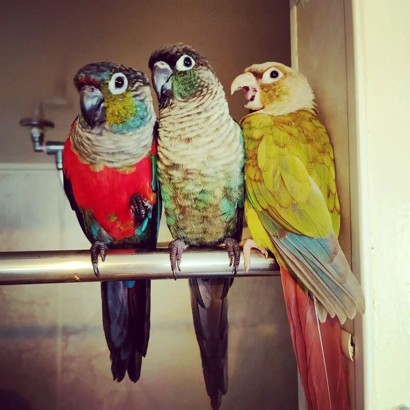 Considering Buying A Baby - We Have 3 Adults