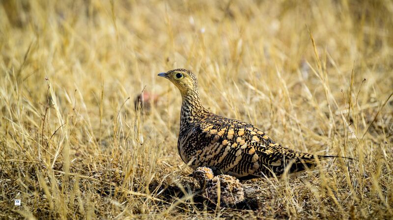 A quiet moment, a protective gaze. ​Nature isn’t always loud; sometimes it’s just this—a mother ensuring her little one remains unseen in the vast, golden expanse. Chestnut Bellied Sandgrouse with its chick Shot on Nikon Z8 with Nikkor Z 180-600 mm Bhigwan, Maharashtra, India March 2026
