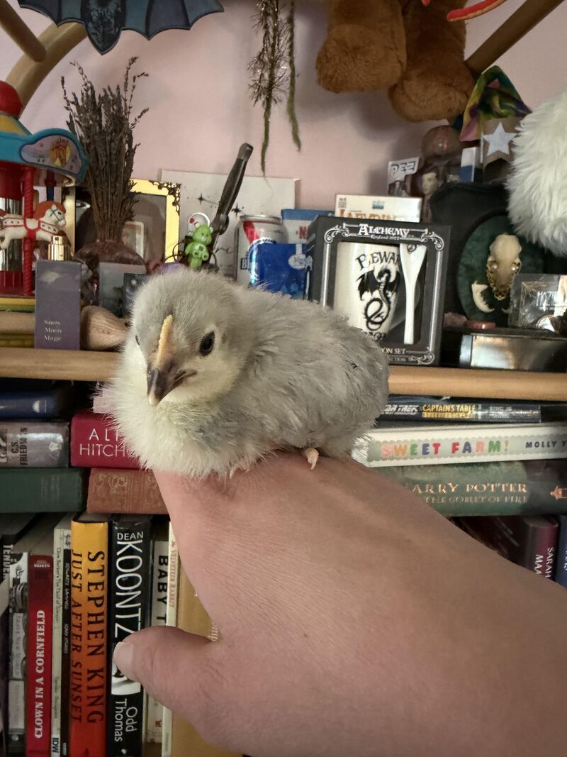 “Don’t have a favorite” ok, well in that case, I HATE this little lavender orpington