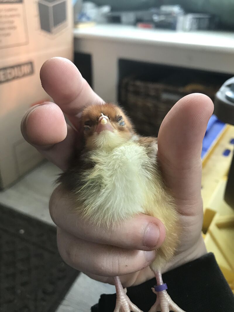 Love this little sentient puffball