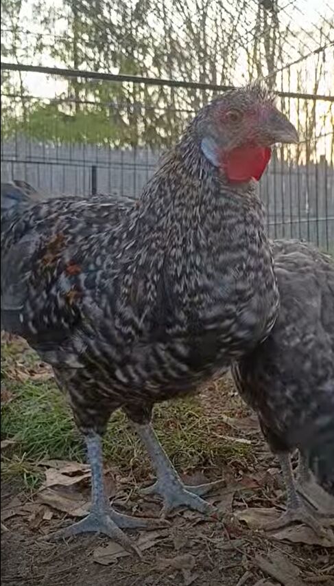 And appreciation post for my Roo 🥰