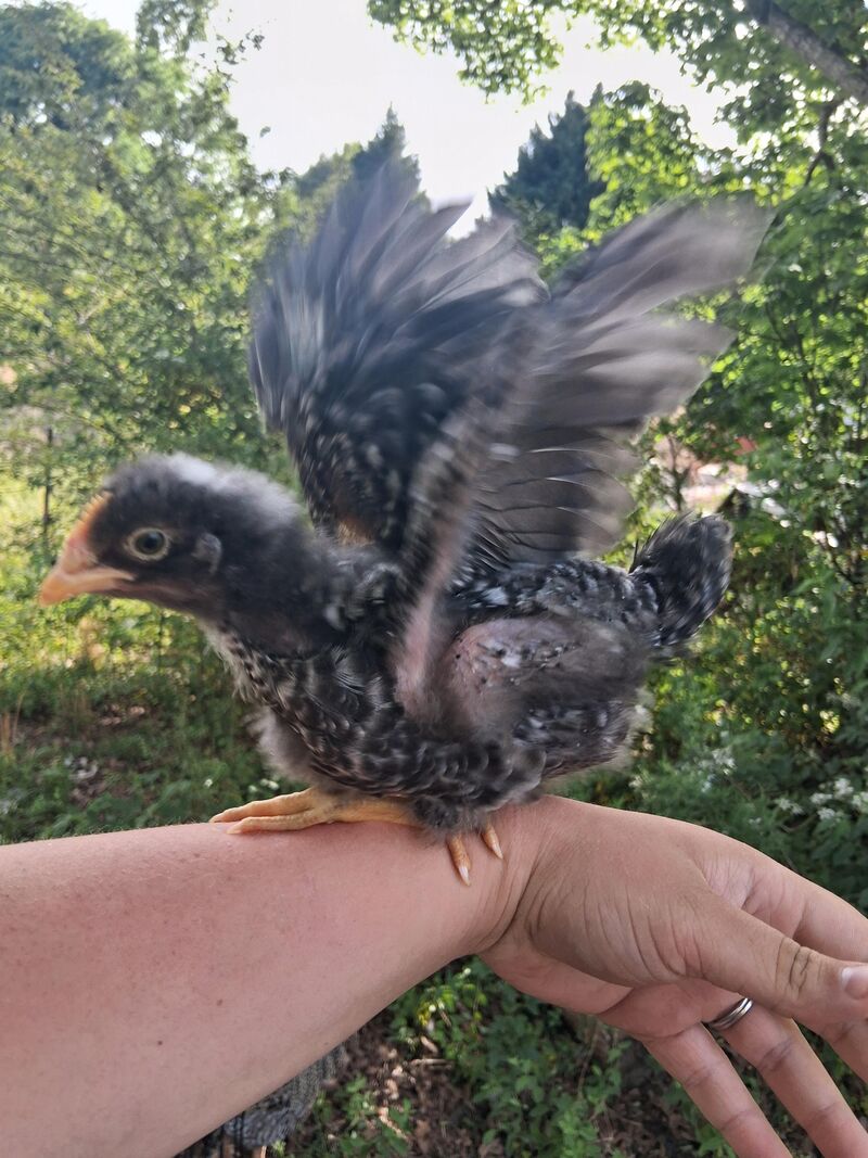 Good reasonably priced Heat plates?