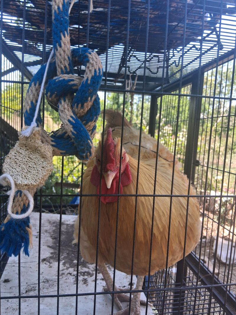 Someone put a random rooster in one of my cages yesterday