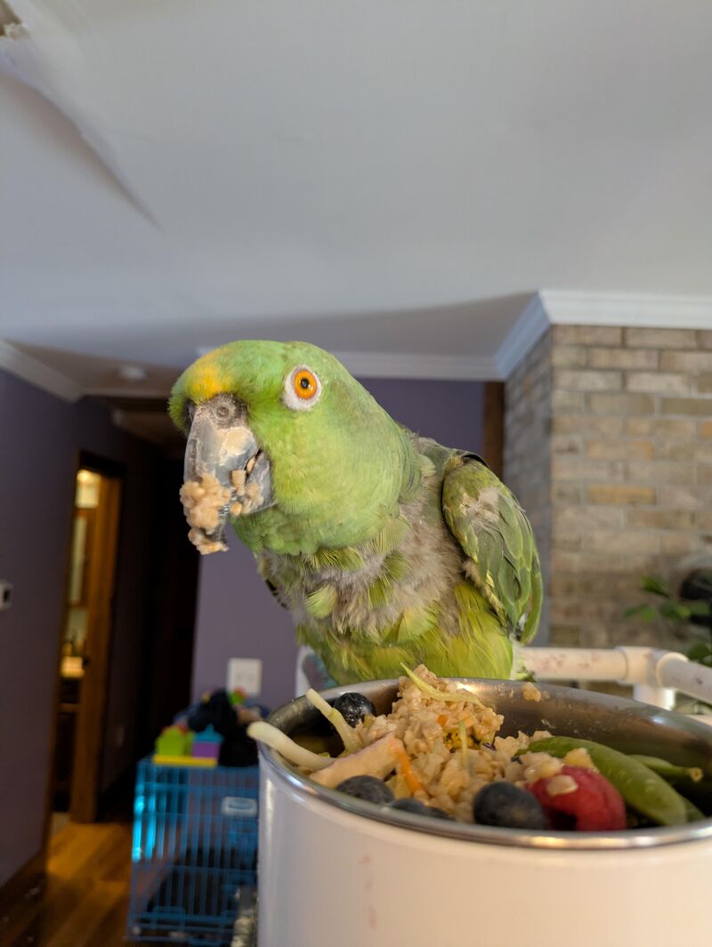 What are some of the games you play with your bird?