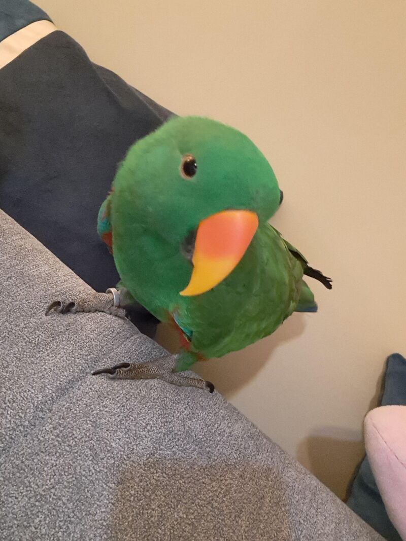 How old is your Eclectus / how long can they even live for?