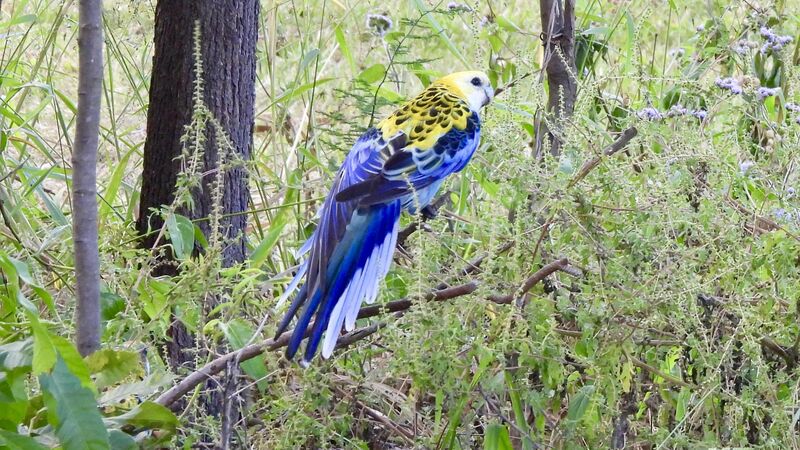 Pale head rosella