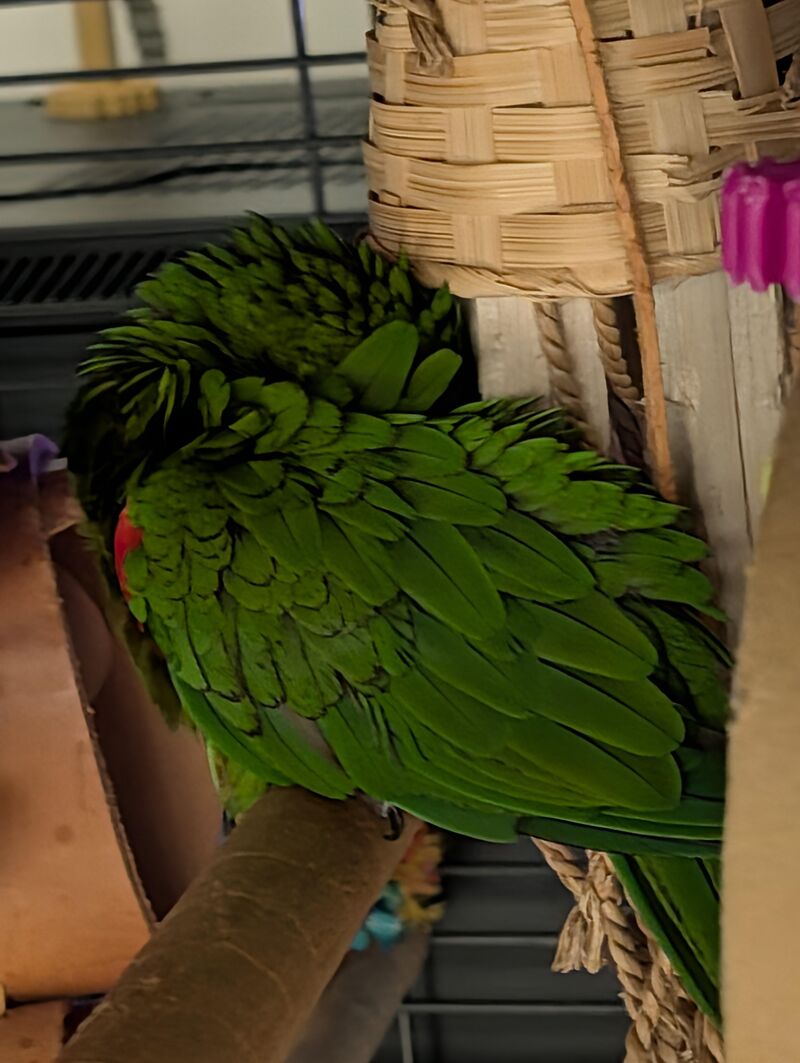 Sleepy little chicken