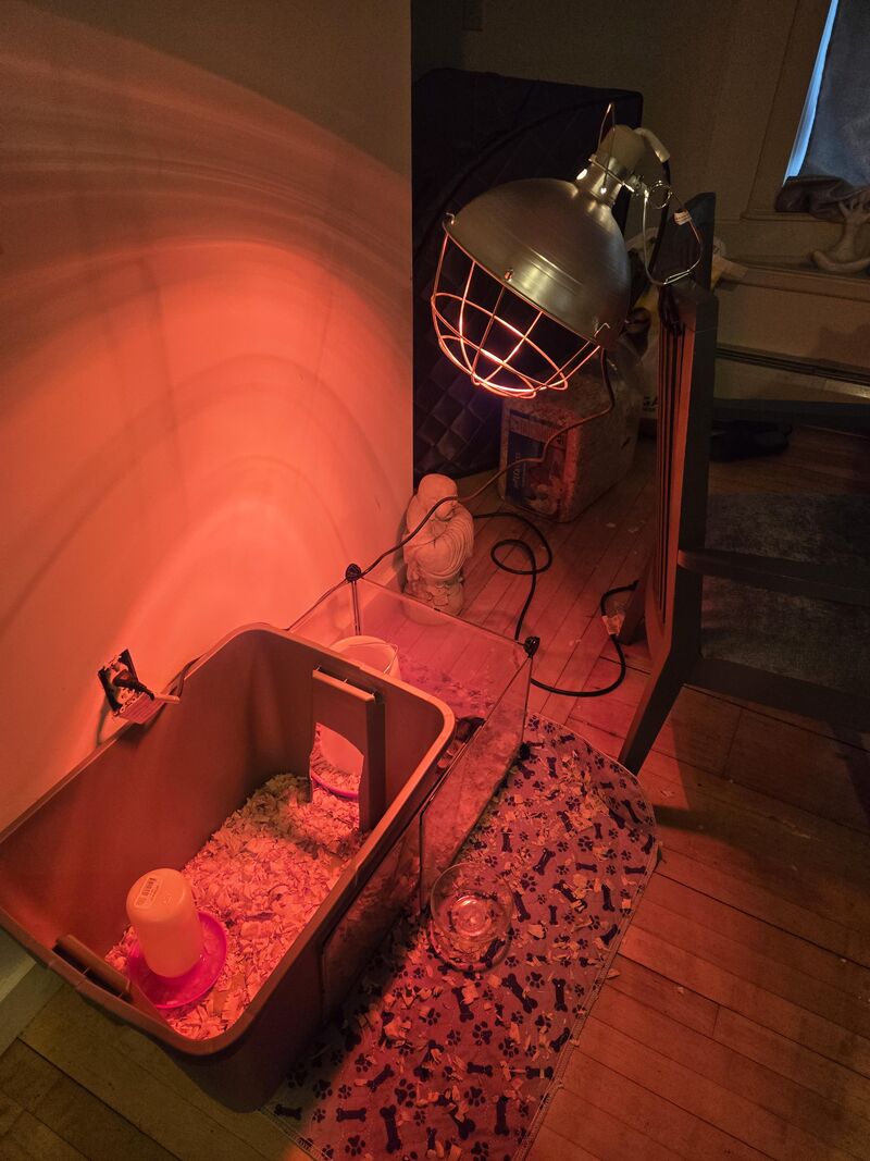 Changes i made for my temporary coop after getting feedback