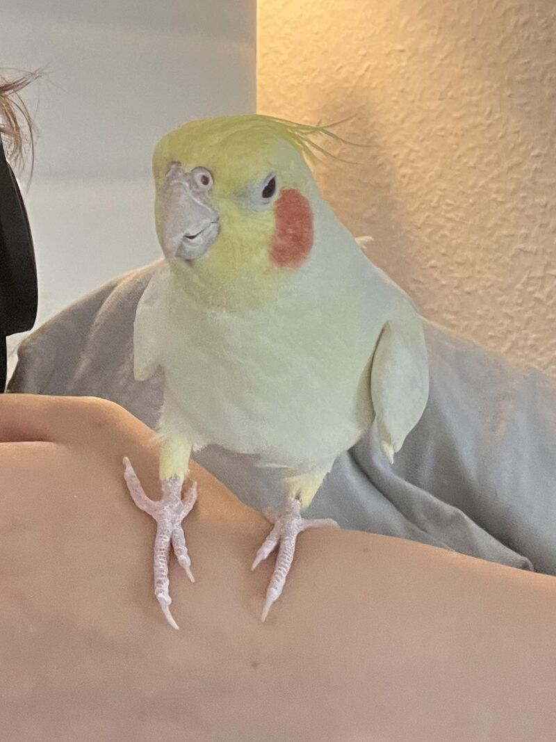 Cockatiel youtube channel?