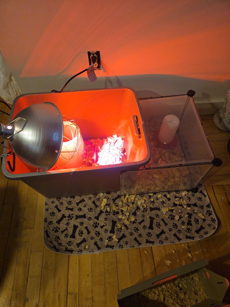 Need tips from experienced chicken owners