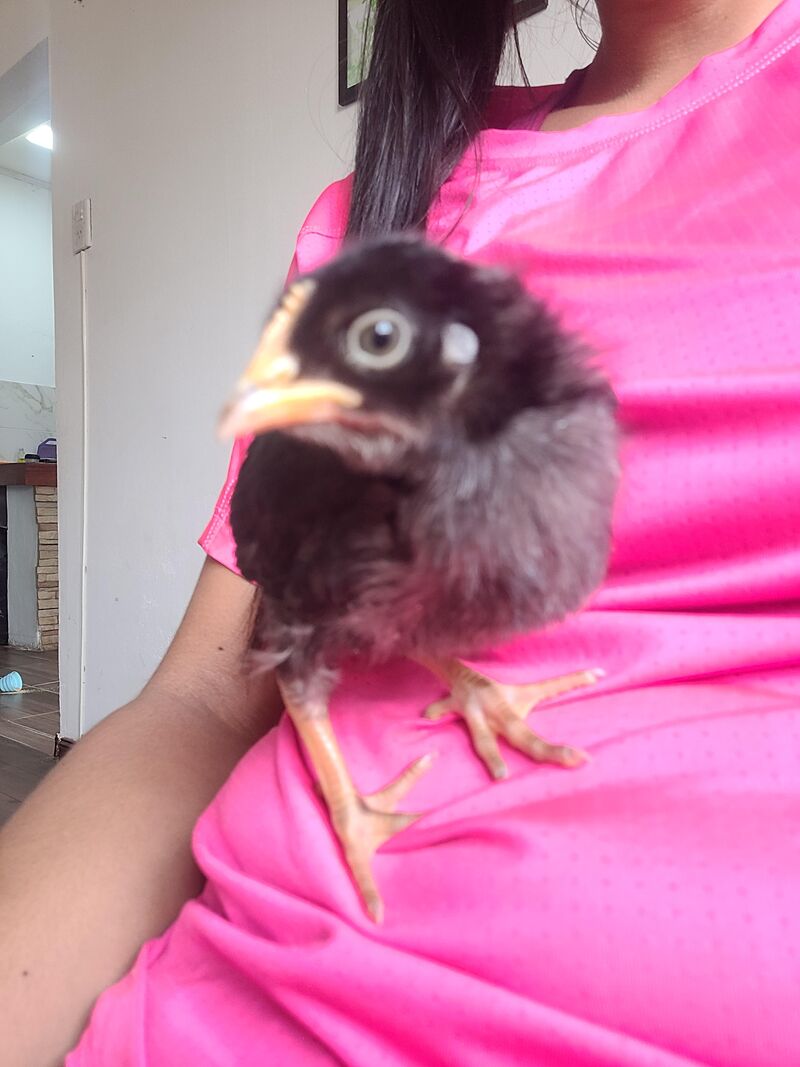 Lo encontré como saber si es hembra o macho