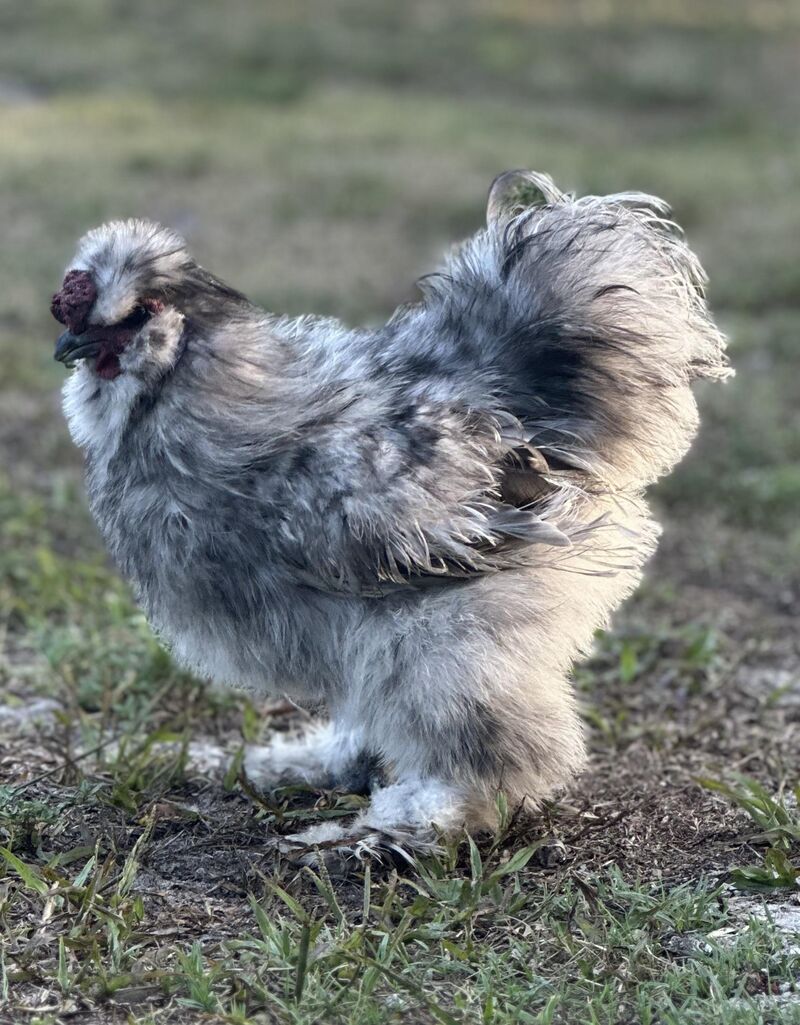 Is he the cutest lil fluff 🤍