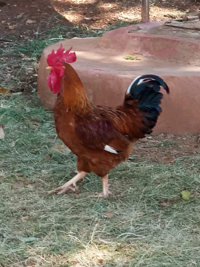 Look at this guy. Gigantic