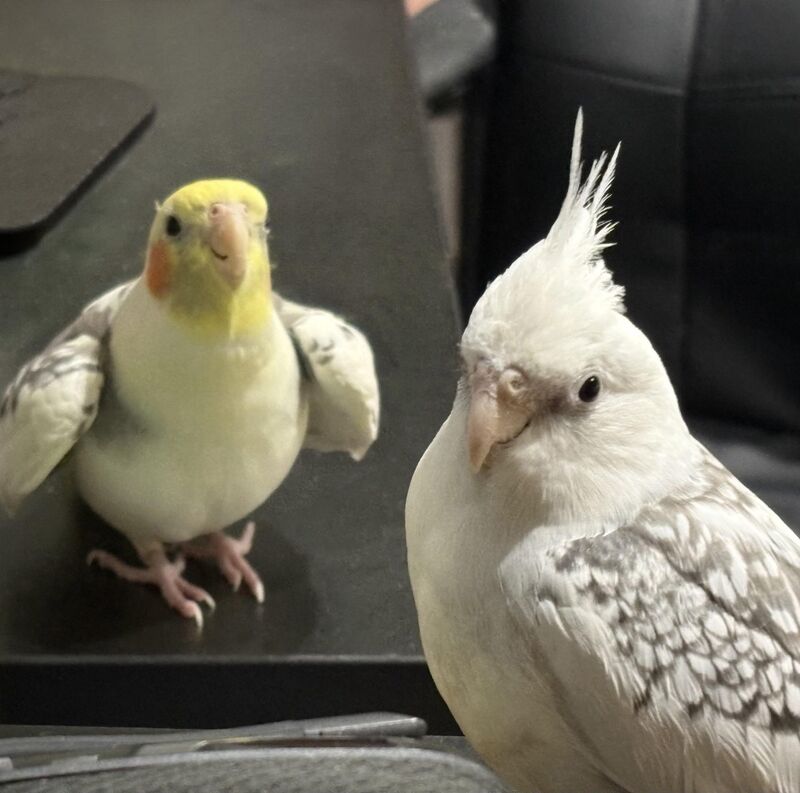 Accidentally took a picture of a cockatiel meme