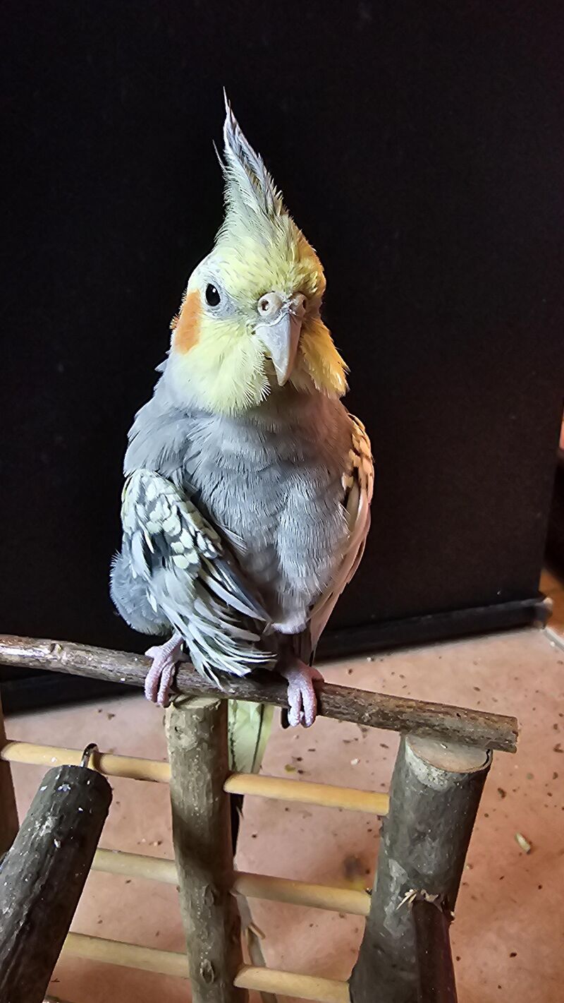 I cut my cockatiel’s right wing feathers