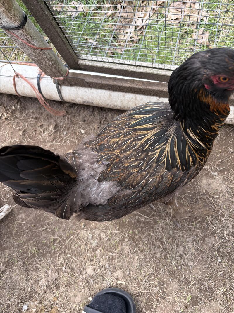 Chicken loosing feathers